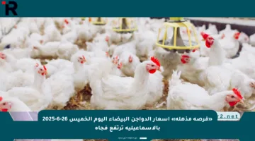 «فرصة مذهلة» أسعار الدواجن البيضاء اليوم الخميس 26-6-2025 بالإسماعيلية ترتفع فجأة